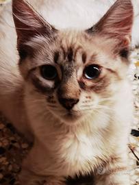 Cucciolino dolce e affetuoso