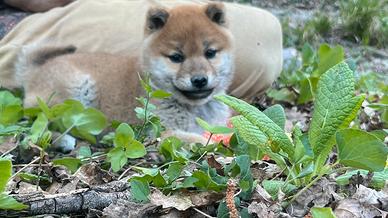 Shiba inu cucciola con pedigree