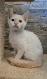 Gattino maschio siamese Red point