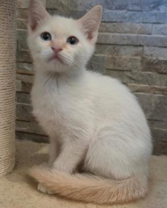 Gattino maschio siamese Red point