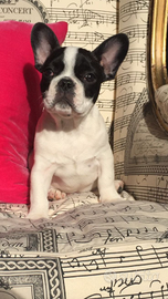 Cucciolo Bulldog francese