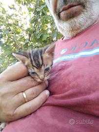 Animali domestici