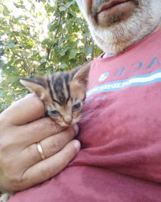Animali domestici