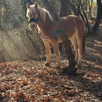 Cavalla Haflinger pronto doma