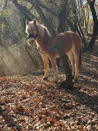 Cavalla Haflinger pronto doma