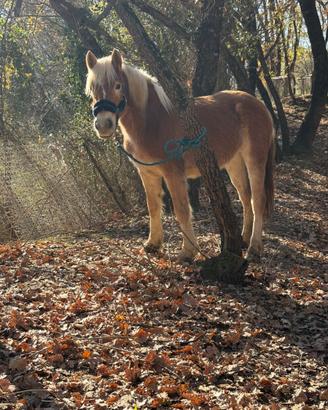 Cavalla Haflinger pronto doma
