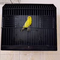 Coppia di canarini gialli intensi