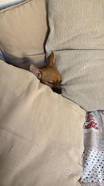 Cucciolo di pinscher toy