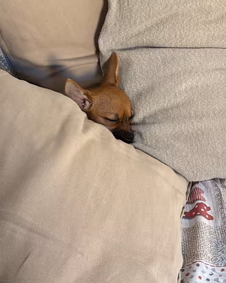 Cucciolo di pinscher toy
