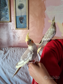 Pappagalli allevati a mano