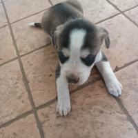 Cuccioli da tartufi/caccia bracco/segugio