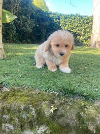 Maltipoo cuccioli