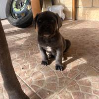 Cucciolo di cane corso