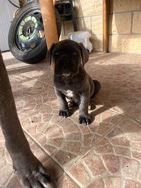 Cucciolo di cane corso