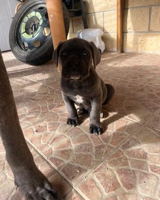 Cucciolo di cane corso
