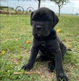 Cuccioli di cane corso