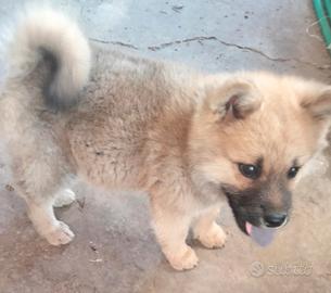 Akita Chow Chow