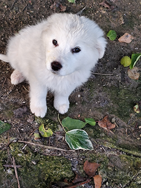Cuccioli pastore maremmano abruzzese