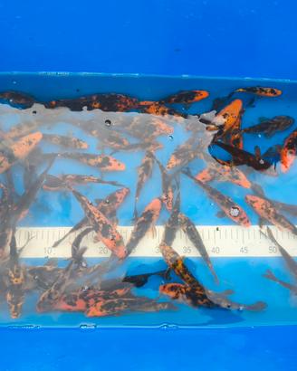 Carpe koi