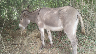 Coppia di Asini Amiatini Certificati
