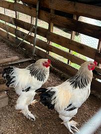 Galli e galline bramha