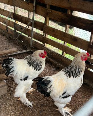 Galli e galline bramha