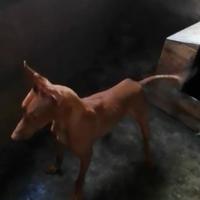 Cirneco dell'Etna