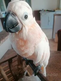 Cacatua mollucche