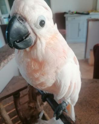 Cacatua mollucche