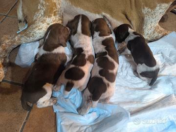 Cuccioli bracco italiano