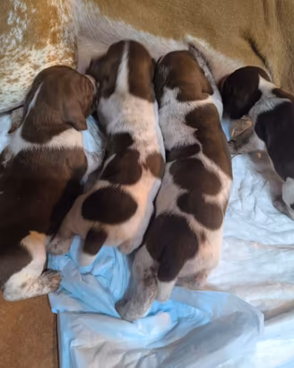 Cuccioli bracco italiano