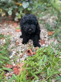 Cuccioli Barboncino toy nero maschi