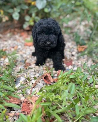 Cuccioli Barboncino toy nero maschi