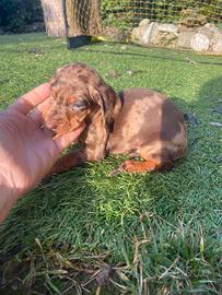 Bassotto Arlecchino-Cioccolato maschio