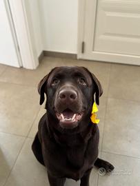 Adulta Labrador cioccolato