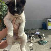 Cuccioli Akita americano