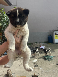 Cuccioli Akita americano