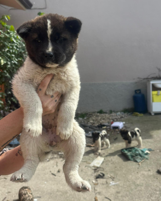 Cuccioli Akita americano