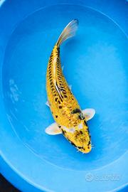 Carpa Koi Midorigoi Giallo/Verde oliva