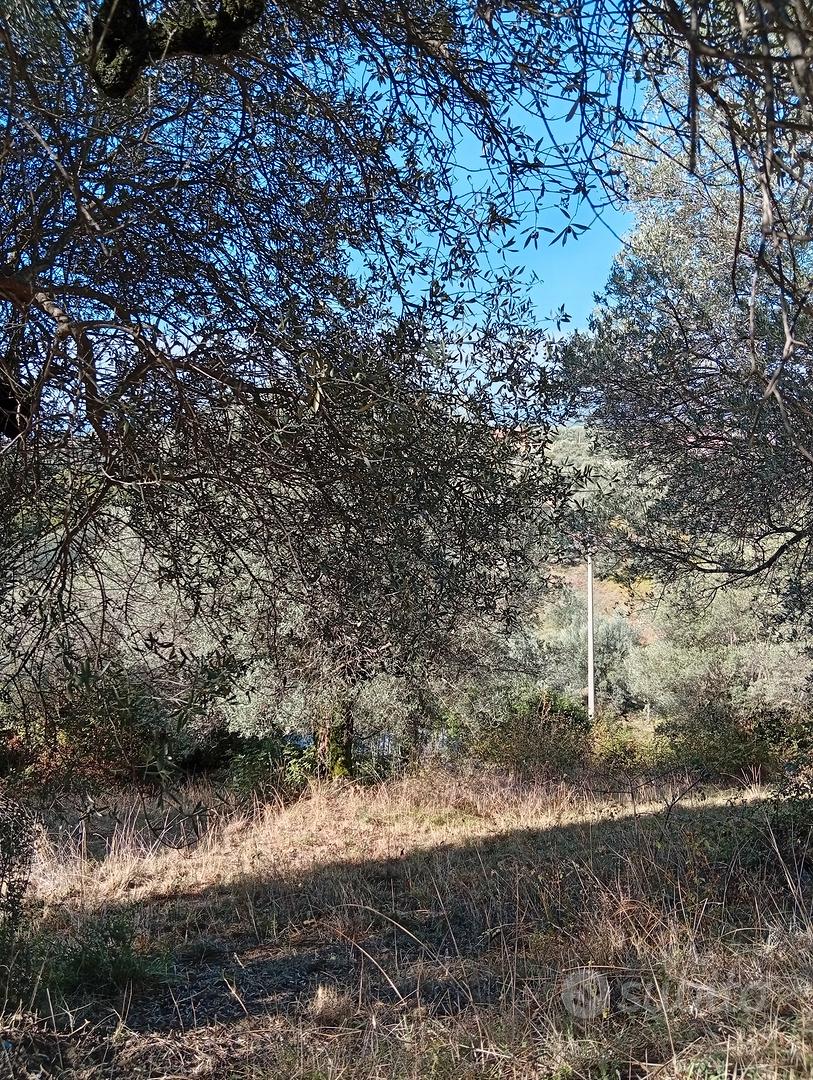 Terreno Uliveto - Vista 2