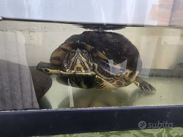Animali