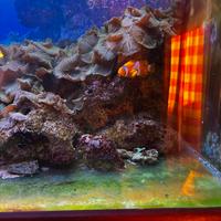 Rocce vive per acquario marino