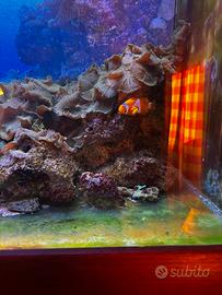 Rocce vive per acquario marino