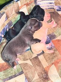 Cuccioli chihuahua Toy