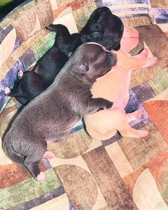 Cuccioli chihuahua Toy