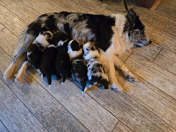 Cuccioli Border Collie