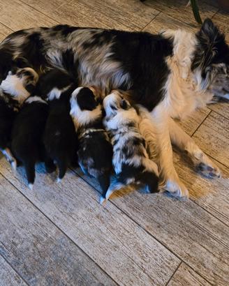 Cuccioli Border Collie