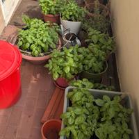 Semi basilico - alta germinazione