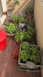 Semi basilico - alta germinazione