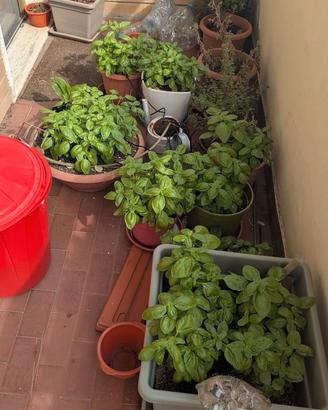 Semi basilico - alta germinazione